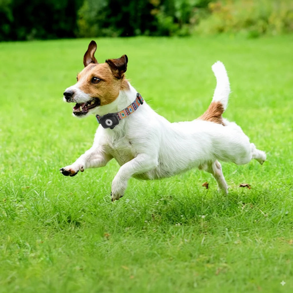 4G Dog GPS Tracker Smart Collar for Pets Dogs Cats No monthly fee No subscription No Hidden Fees Anti-Lost Alarm | Welvett